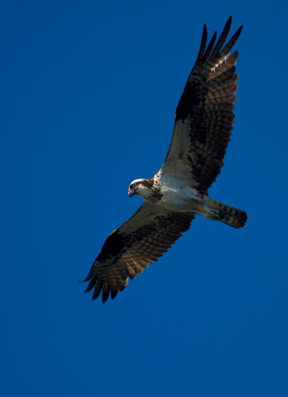 Osprey In Flight